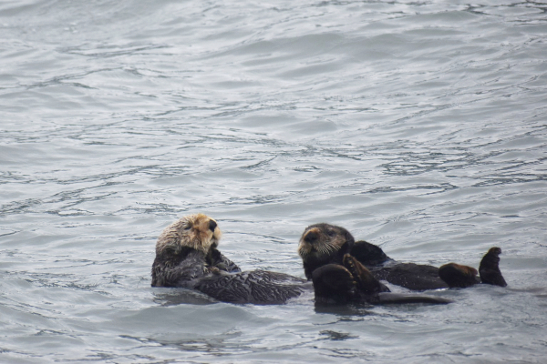 Sea otters 