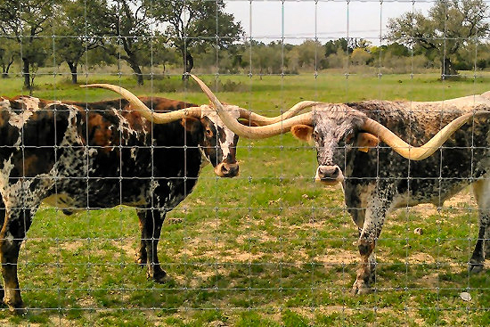 Enjoy exceptional cycling on a web of country lanes through rolling terrain where you see more Texas Longhorns than vehicles.