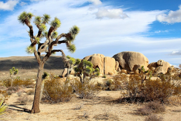 Two desert ecosystems merge in Joshua Tree National Park, an area abundant with diverse flora and fauna.