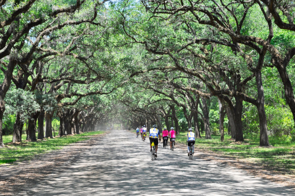 Cycle along a pristine avenue draped with an incredibly photogenic canopy of live Oaks and Spanish moss