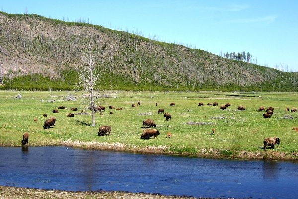 Bisons in Yellowstone NP