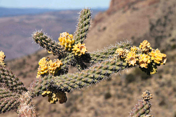 Desert floers on the Tour of the Gila