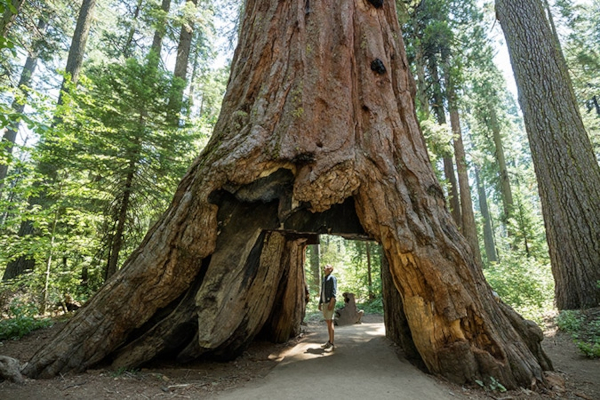 From an immersion in the rich Western lore of California’s gold country and the Comstock Lode, we literally hug some of the oldest and grandest trees on Earth, the giant Sequoia: the biggest and best of the last.