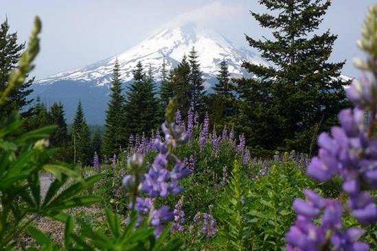 The star of the Cascade Mountain Range, Mount St. Helens might be best known for its eruption over 40 years ago.