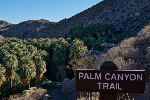 Hiking the Palm Canyon Trail