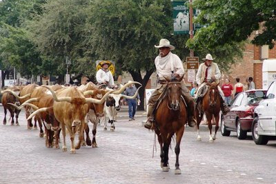 Longhorns in Texas