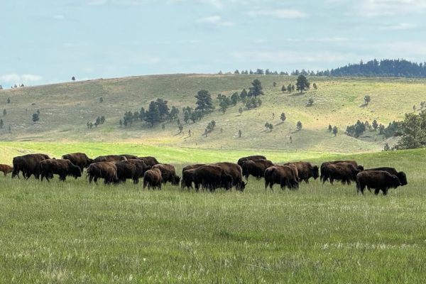  Wildlife Loop Road where you are likely to see bison, pronghorn, whitetail and mule deer, elk, coyotes, burros, prairie dogs, eagles, hawks, and a variety of other birds.